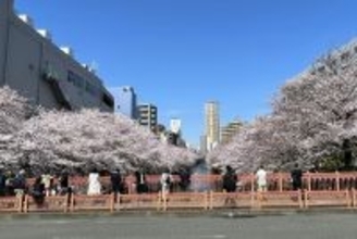 東京都内の桜 目黒川沿いスポットも、いよいよ見頃に！中目黒駅～目黒駅にかけてのをを写真で紹介！2026年の最新状況もレポート