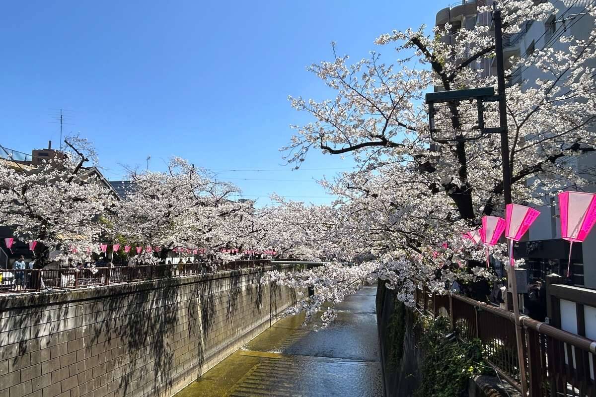 東京都内の桜 目黒川沿いスポットも、いよいよ見頃に！中目黒駅～目黒駅にかけてのをを写真で紹介！2026年の最新状況もレポート