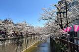 「東京都内の桜 目黒川沿いスポットも、いよいよ見頃に！中目黒駅～目黒駅にかけてのをを写真で紹介！2026年の最新状況もレポート」の画像2