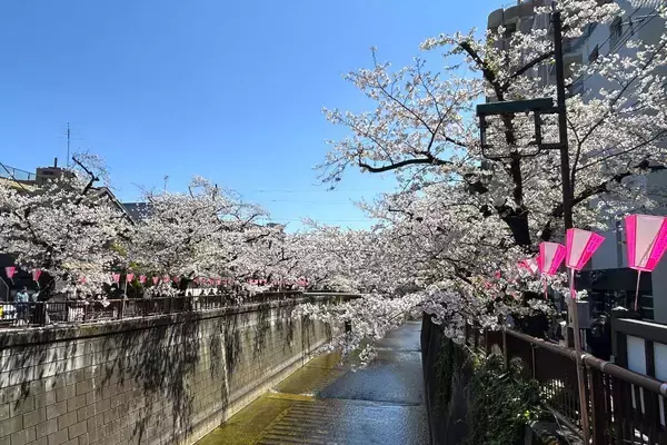 「東京都内の桜 目黒川沿いスポットも、いよいよ見頃に！中目黒駅～目黒駅にかけてのをを写真で紹介！2026年の最新状況もレポート」の画像
