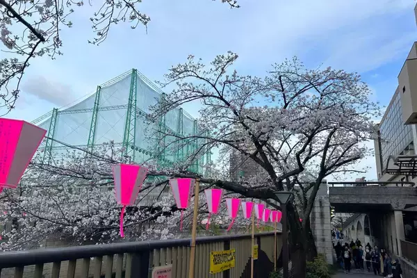 「東京都内の桜 目黒川沿いスポットも、いよいよ見頃に！中目黒駅～目黒駅にかけてのをを写真で紹介！2026年の最新状況もレポート」の画像