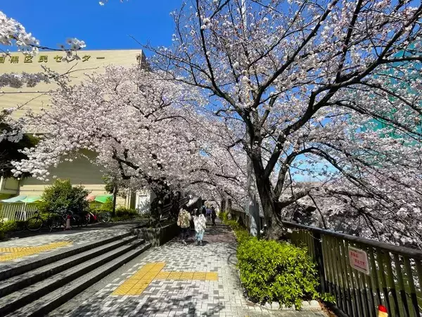 「東京都内の桜 目黒川沿いスポットも、いよいよ見頃に！中目黒駅～目黒駅にかけてのをを写真で紹介！2026年の最新状況もレポート」の画像