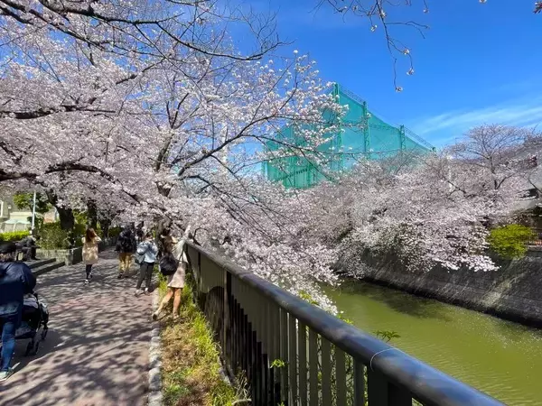 「東京都内の桜 目黒川沿いスポットも、いよいよ見頃に！中目黒駅～目黒駅にかけてのをを写真で紹介！2026年の最新状況もレポート」の画像