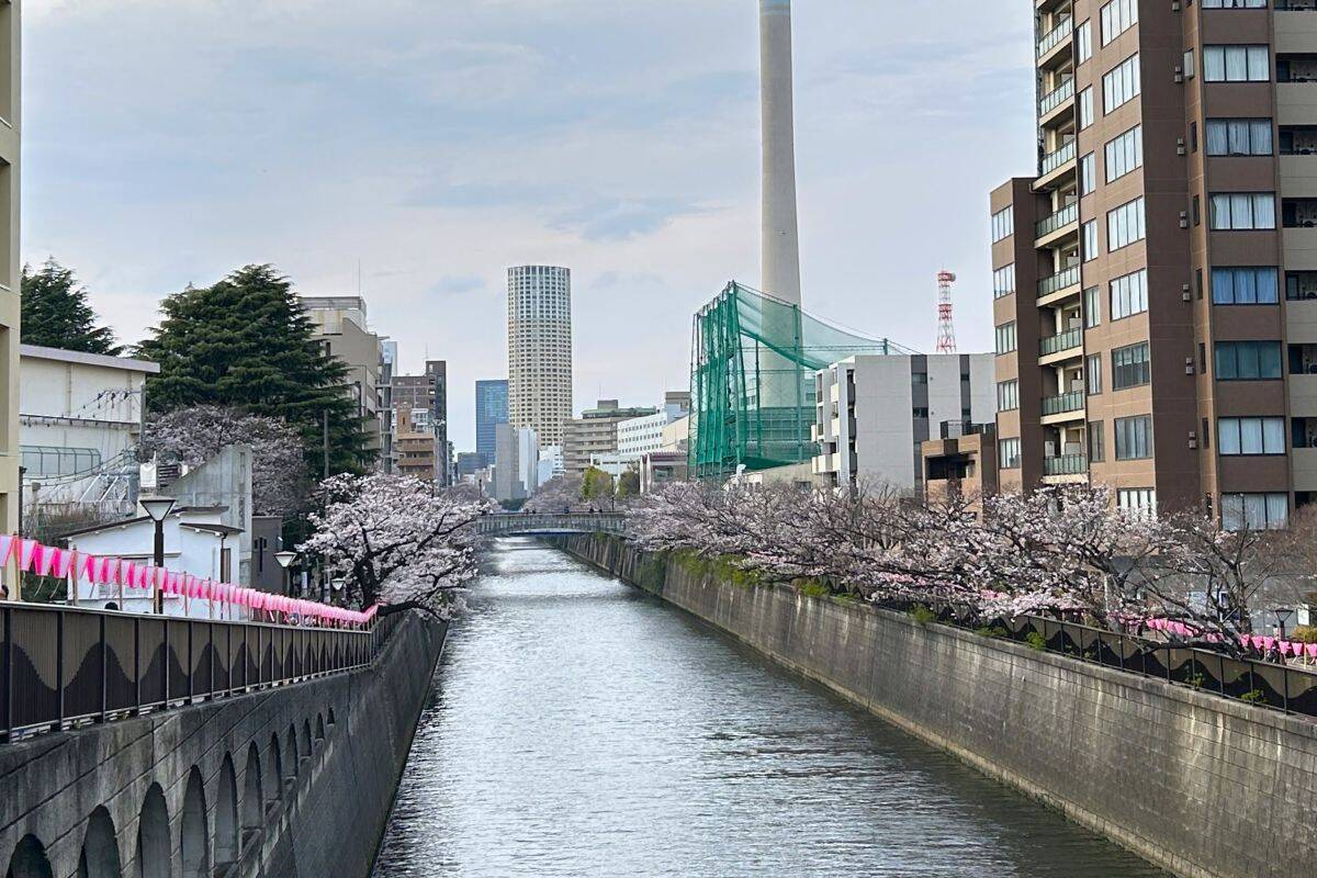 東京都内の桜 目黒川沿いスポットも、いよいよ見頃に！中目黒駅～目黒駅にかけてのをを写真で紹介！2026年の最新状況もレポート