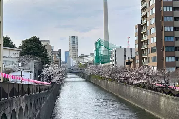 「東京都内の桜 目黒川沿いスポットも、いよいよ見頃に！中目黒駅～目黒駅にかけてのをを写真で紹介！2026年の最新状況もレポート」の画像