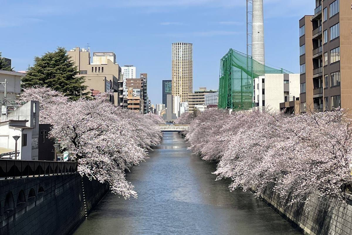 東京都内の桜 目黒川沿いスポットも、いよいよ見頃に！中目黒駅～目黒駅にかけてのをを写真で紹介！2026年の最新状況もレポート