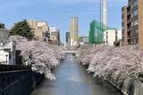 「東京都内の桜 目黒川沿いスポットも、いよいよ見頃に！中目黒駅～目黒駅にかけてのをを写真で紹介！2026年の最新状況もレポート」の画像24