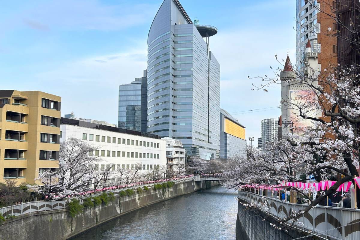 東京都内の桜 目黒川沿いスポットも、いよいよ見頃に！中目黒駅～目黒駅にかけてのをを写真で紹介！2026年の最新状況もレポート