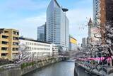 「東京都内の桜 目黒川沿いスポットも、いよいよ見頃に！中目黒駅～目黒駅にかけてのをを写真で紹介！2026年の最新状況もレポート」の画像25