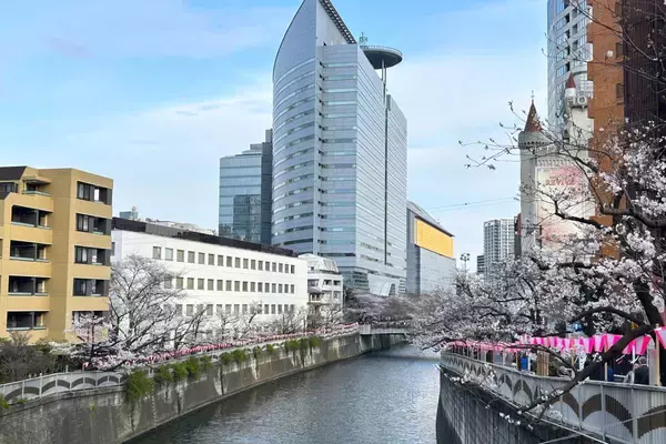 「東京都内の桜 目黒川沿いスポットも、いよいよ見頃に！中目黒駅～目黒駅にかけてのをを写真で紹介！2026年の最新状況もレポート」の画像