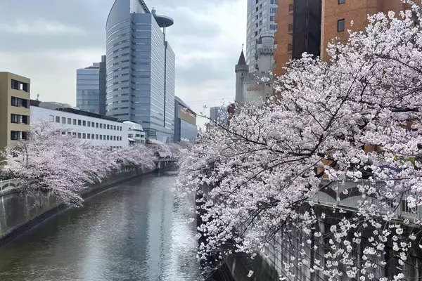 「東京都内の桜 目黒川沿いスポットも、いよいよ見頃に！中目黒駅～目黒駅にかけてのをを写真で紹介！2026年の最新状況もレポート」の画像