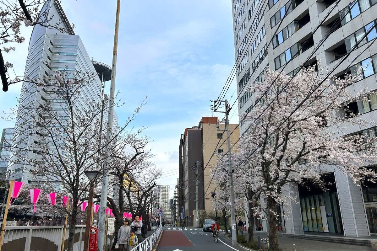 東京都内の桜 目黒川沿いスポットも、いよいよ見頃に！中目黒駅～目黒駅にかけてのをを写真で紹介！2026年の最新状況もレポート