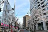 「東京都内の桜 目黒川沿いスポットも、いよいよ見頃に！中目黒駅～目黒駅にかけてのをを写真で紹介！2026年の最新状況もレポート」の画像27