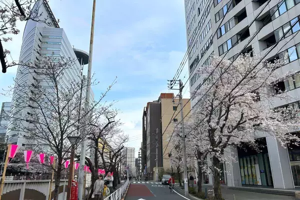 「東京都内の桜 目黒川沿いスポットも、いよいよ見頃に！中目黒駅～目黒駅にかけてのをを写真で紹介！2026年の最新状況もレポート」の画像