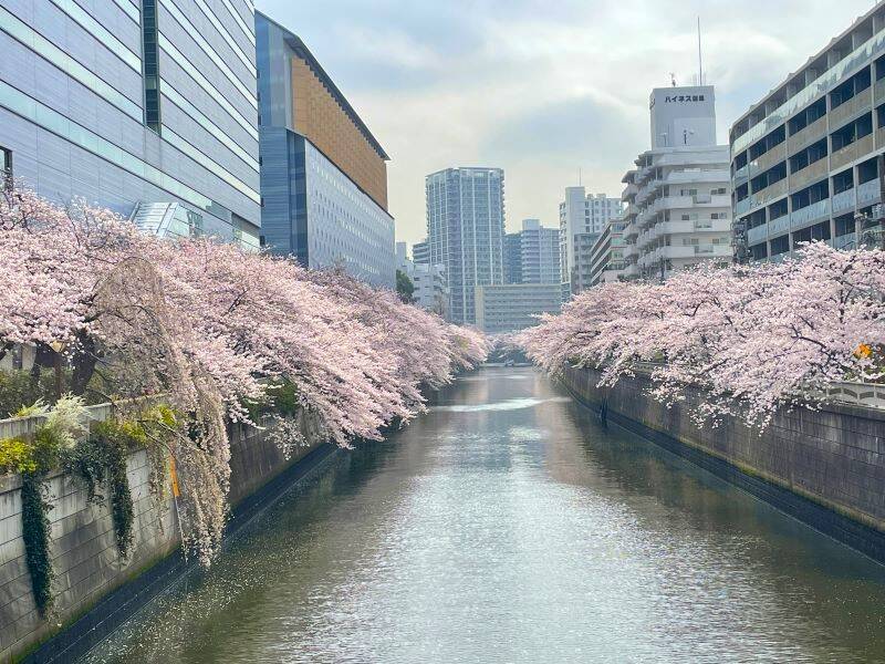 東京都内の桜 目黒川沿いスポットも、いよいよ見頃に！中目黒駅～目黒駅にかけてのをを写真で紹介！2026年の最新状況もレポート