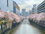 「東京都内の桜 目黒川沿いスポットも、いよいよ見頃に！中目黒駅～目黒駅にかけてのをを写真で紹介！2026年の最新状況もレポート」の画像28