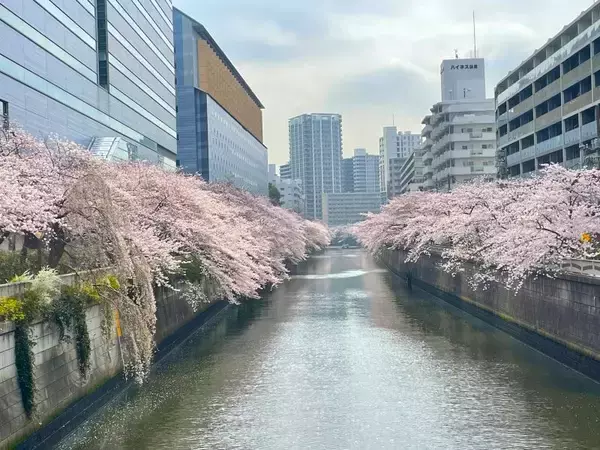 「東京都内の桜 目黒川沿いスポットも、いよいよ見頃に！中目黒駅～目黒駅にかけてのをを写真で紹介！2026年の最新状況もレポート」の画像