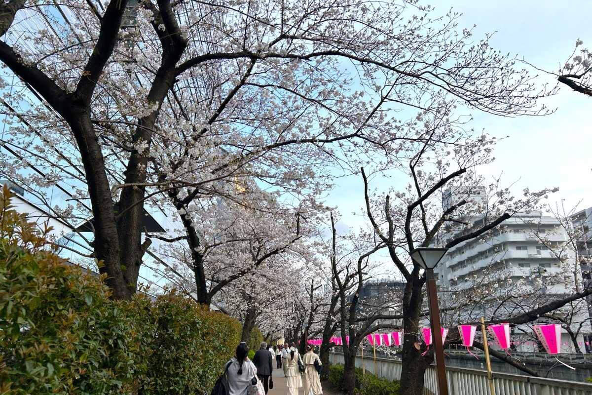 東京都内の桜 目黒川沿いスポットも、いよいよ見頃に！中目黒駅～目黒駅にかけてのをを写真で紹介！2026年の最新状況もレポート