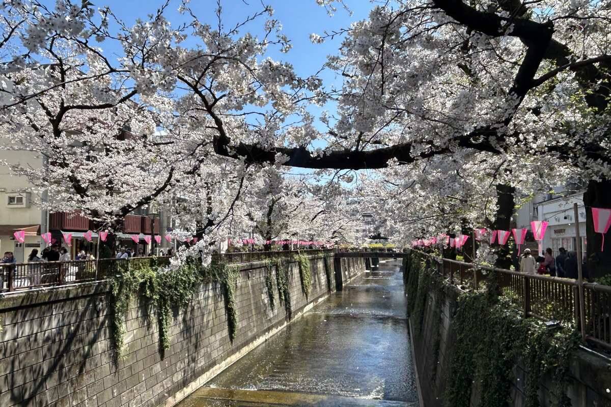 東京都内の桜 目黒川沿いスポットも、いよいよ見頃に！中目黒駅～目黒駅にかけてのをを写真で紹介！2026年の最新状況もレポート