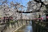 「東京都内の桜 目黒川沿いスポットも、いよいよ見頃に！中目黒駅～目黒駅にかけてのをを写真で紹介！2026年の最新状況もレポート」の画像3