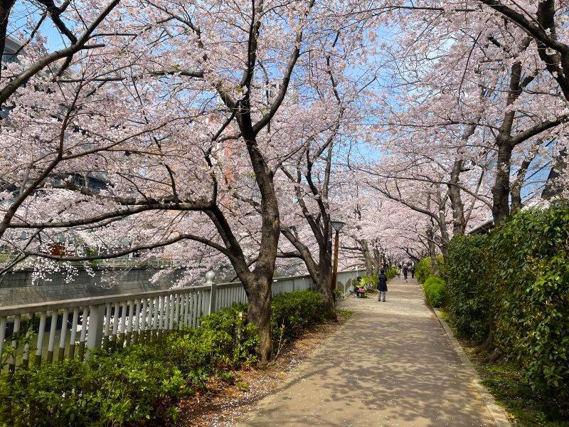 東京都内の桜 目黒川沿いスポットも、いよいよ見頃に！中目黒駅～目黒駅にかけてのをを写真で紹介！2026年の最新状況もレポート