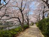 「東京都内の桜 目黒川沿いスポットも、いよいよ見頃に！中目黒駅～目黒駅にかけてのをを写真で紹介！2026年の最新状況もレポート」の画像30