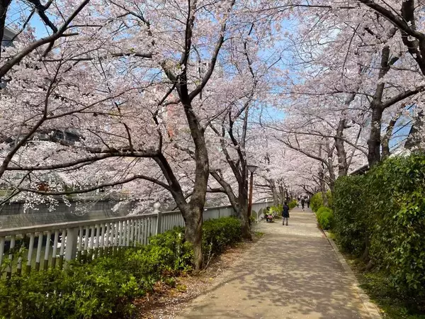 「東京都内の桜 目黒川沿いスポットも、いよいよ見頃に！中目黒駅～目黒駅にかけてのをを写真で紹介！2026年の最新状況もレポート」の画像