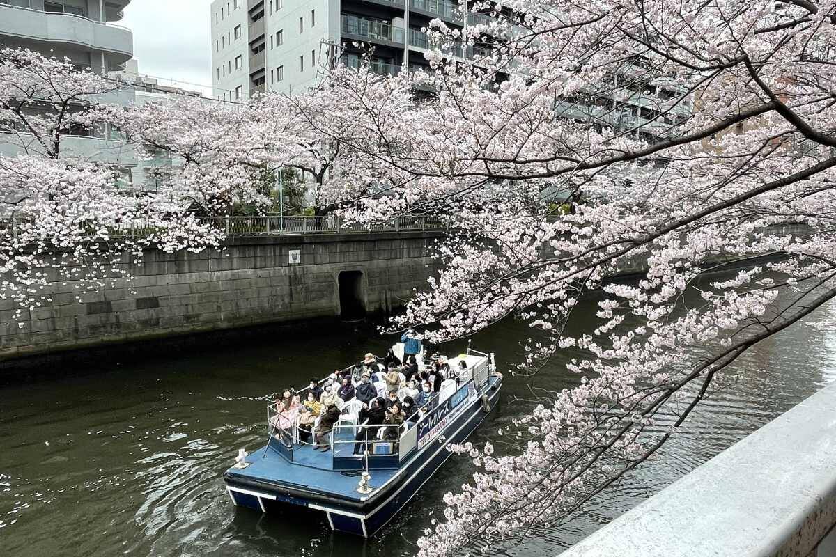 東京都内の桜 目黒川沿いスポットも、いよいよ見頃に！中目黒駅～目黒駅にかけてのをを写真で紹介！2026年の最新状況もレポート