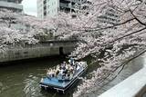「東京都内の桜 目黒川沿いスポットも、いよいよ見頃に！中目黒駅～目黒駅にかけてのをを写真で紹介！2026年の最新状況もレポート」の画像31