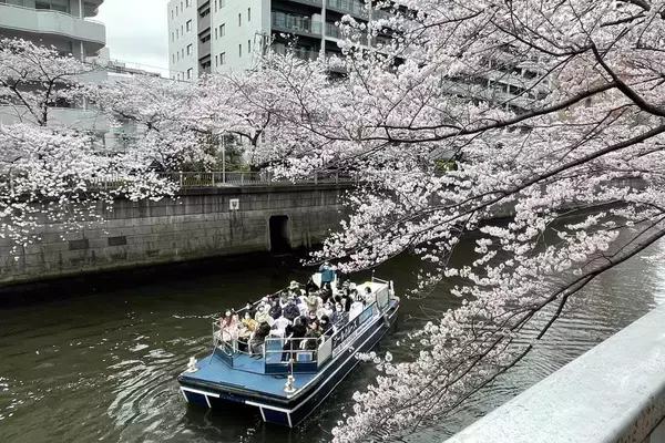 「東京都内の桜 目黒川沿いスポットも、いよいよ見頃に！中目黒駅～目黒駅にかけてのをを写真で紹介！2026年の最新状況もレポート」の画像