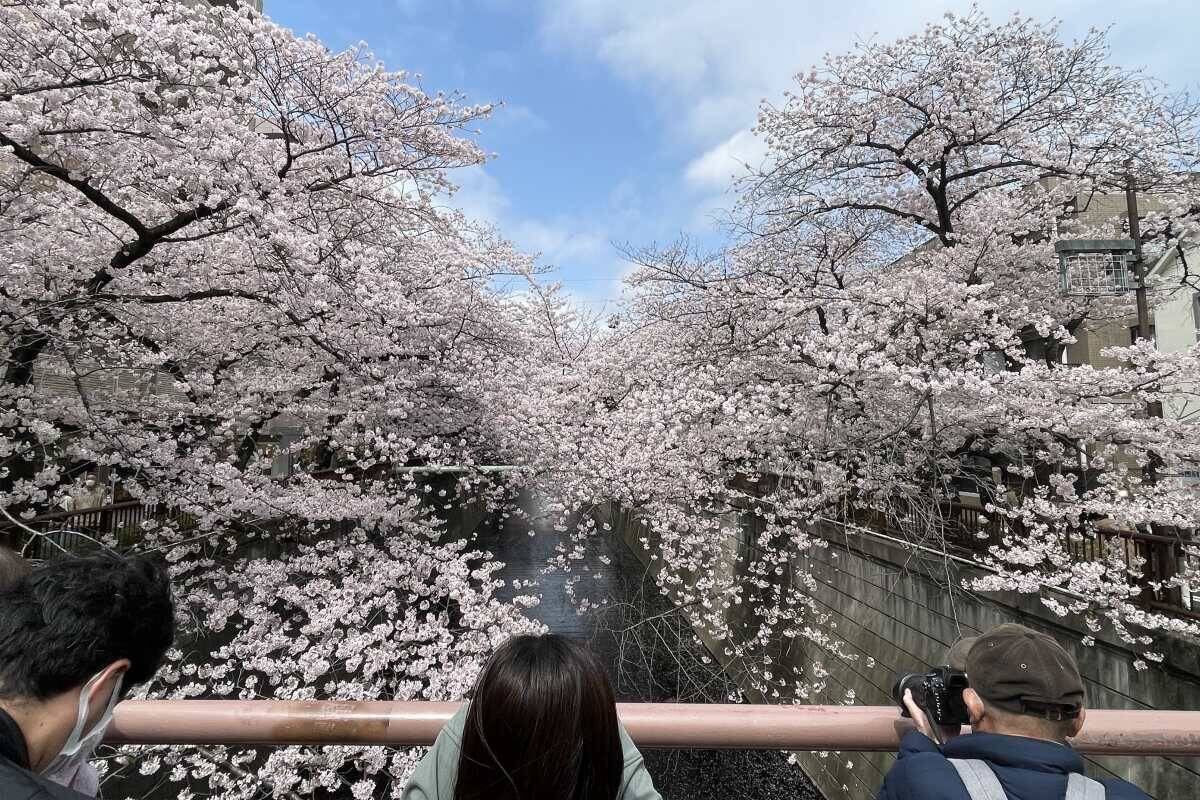 東京都内の桜 目黒川沿いスポットも、いよいよ見頃に！中目黒駅～目黒駅にかけてのをを写真で紹介！2026年の最新状況もレポート