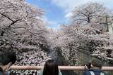 「東京都内の桜 目黒川沿いスポットも、いよいよ見頃に！中目黒駅～目黒駅にかけてのをを写真で紹介！2026年の最新状況もレポート」の画像4