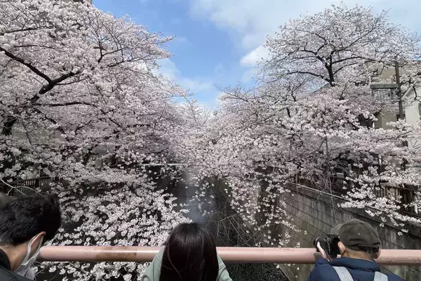 「東京都内の桜 目黒川沿いスポットも、いよいよ見頃に！中目黒駅～目黒駅にかけてのをを写真で紹介！2026年の最新状況もレポート」の画像