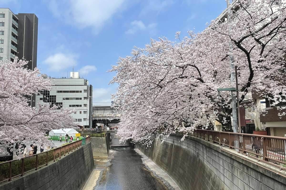 東京都内の桜 目黒川沿いスポットも、いよいよ見頃に！中目黒駅～目黒駅にかけてのをを写真で紹介！2026年の最新状況もレポート