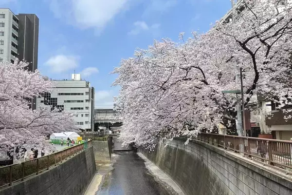 「東京都内の桜 目黒川沿いスポットも、いよいよ見頃に！中目黒駅～目黒駅にかけてのをを写真で紹介！2026年の最新状況もレポート」の画像