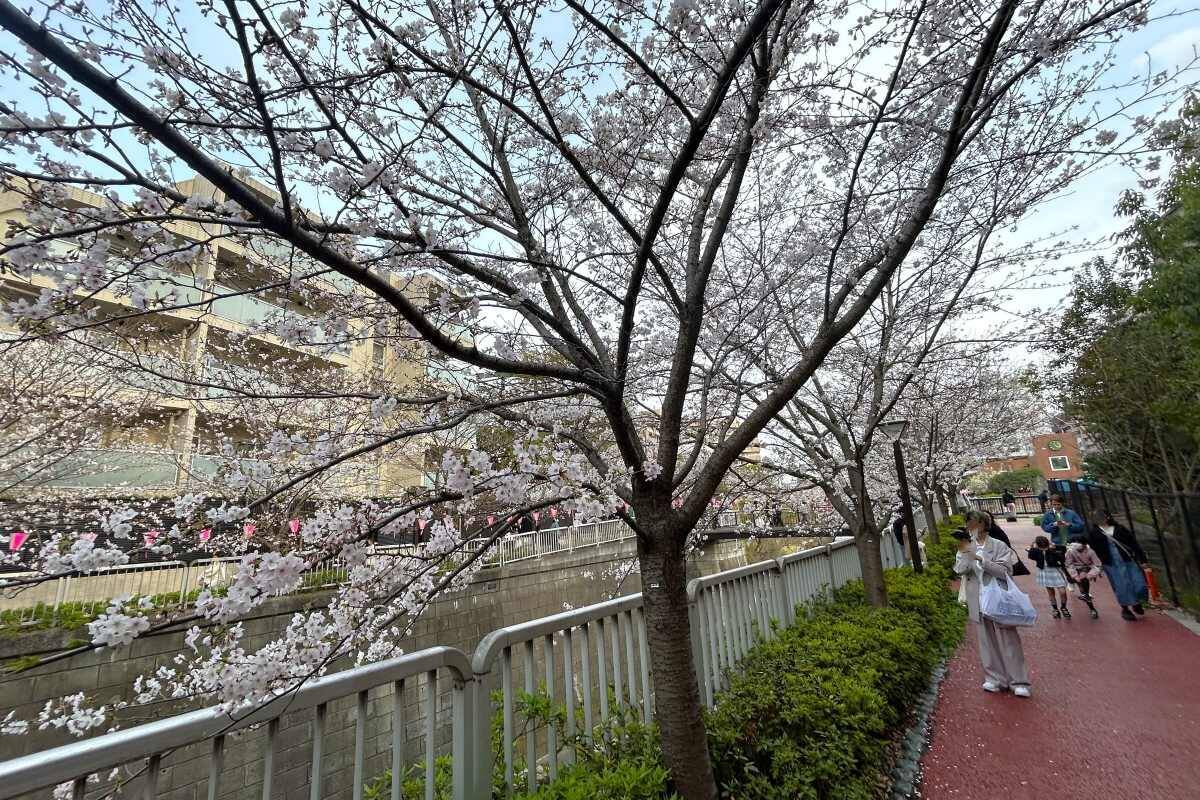 東京都内の桜 目黒川沿いスポットも、いよいよ見頃に！中目黒駅～目黒駅にかけてのをを写真で紹介！2026年の最新状況もレポート