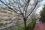 「東京都内の桜 目黒川沿いスポットも、いよいよ見頃に！中目黒駅～目黒駅にかけてのをを写真で紹介！2026年の最新状況もレポート」の画像6
