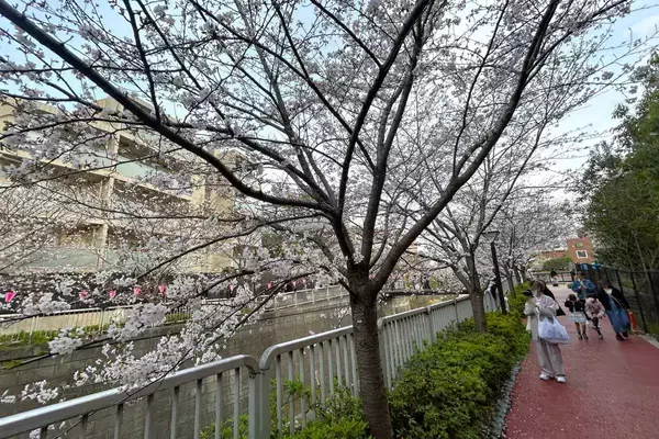 「東京都内の桜 目黒川沿いスポットも、いよいよ見頃に！中目黒駅～目黒駅にかけてのをを写真で紹介！2026年の最新状況もレポート」の画像