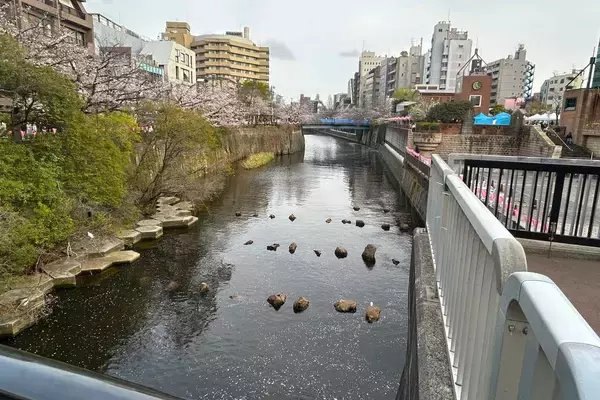 「東京都内の桜 目黒川沿いスポットも、いよいよ見頃に！中目黒駅～目黒駅にかけてのをを写真で紹介！2026年の最新状況もレポート」の画像