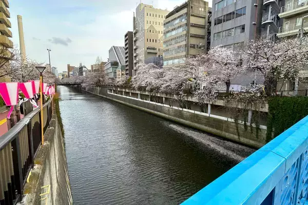 「東京都内の桜 目黒川沿いスポットも、いよいよ見頃に！中目黒駅～目黒駅にかけてのをを写真で紹介！2026年の最新状況もレポート」の画像