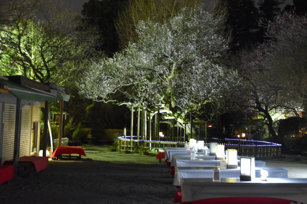 【京王線】百草園駅に特急が臨時停車！「梅まつり」で幻想的な梅のライトアップや和太鼓など様々なイベント開催