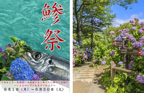 まさかのダジャレ企画!? 下田海中水族館『鯵祭』で餌やり体験。下田公園あじさい祭とWで攻略するためのアクセス＆臨時特急まとめ（6/1～開催）