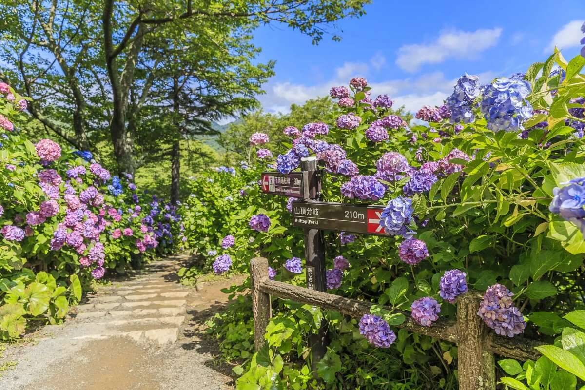 まさかのダジャレ企画!? 下田海中水族館『鯵祭』で餌やり体験。下田公園あじさい祭とWで攻略するためのアクセス＆臨時特急まとめ（6/1～開催）