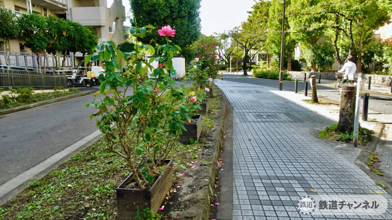 つくばエクスプレス【駅ぶら】062　流山おおたかの森駅 その4 トラットリア サレルノ ランチ 青和ばら公園 再訪