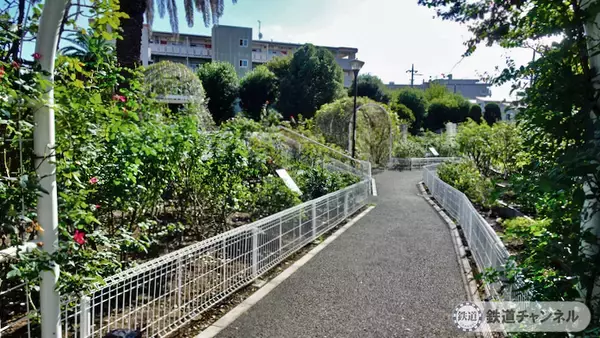 「つくばエクスプレス【駅ぶら】062　流山おおたかの森駅 その4 トラットリア サレルノ ランチ 青和ばら公園 再訪」の画像