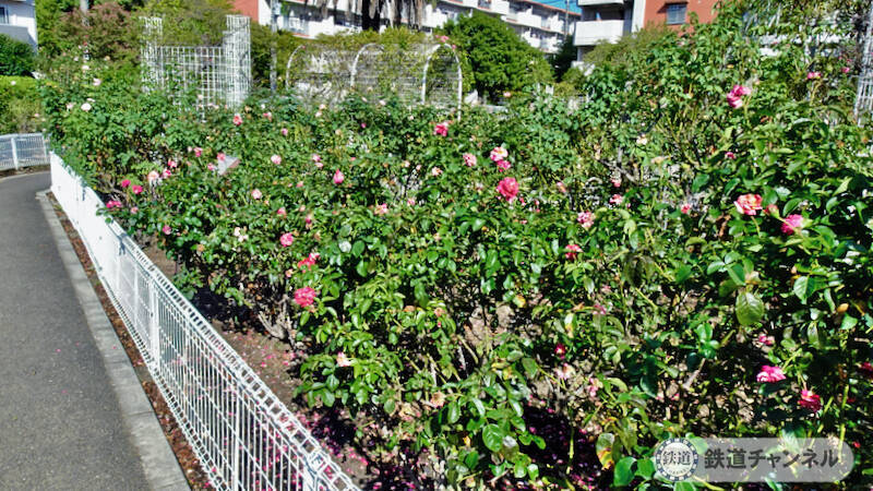 つくばエクスプレス【駅ぶら】062　流山おおたかの森駅 その4 トラットリア サレルノ ランチ 青和ばら公園 再訪