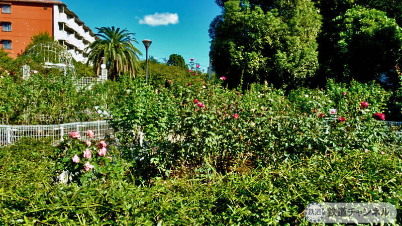 つくばエクスプレス【駅ぶら】062　流山おおたかの森駅 その4 トラットリア サレルノ ランチ 青和ばら公園 再訪