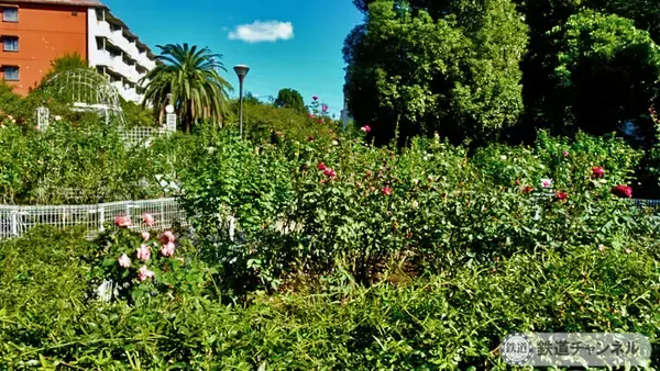 「つくばエクスプレス【駅ぶら】062　流山おおたかの森駅 その4 トラットリア サレルノ ランチ 青和ばら公園 再訪」の画像