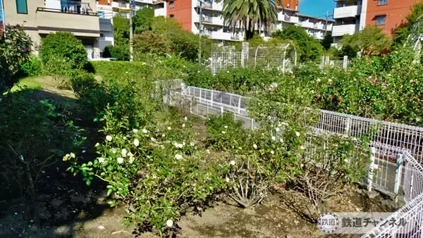 「つくばエクスプレス【駅ぶら】062　流山おおたかの森駅 その4 トラットリア サレルノ ランチ 青和ばら公園 再訪」の画像