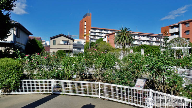 つくばエクスプレス【駅ぶら】062　流山おおたかの森駅 その4 トラットリア サレルノ ランチ 青和ばら公園 再訪